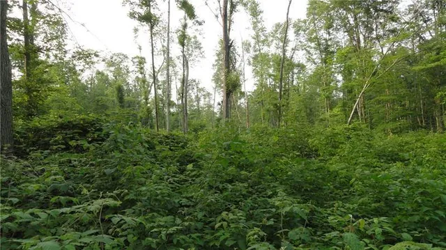 a view of a forest with a street