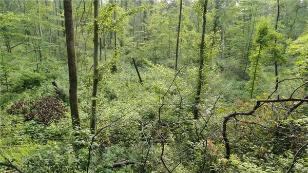 a view of a forest from a forest