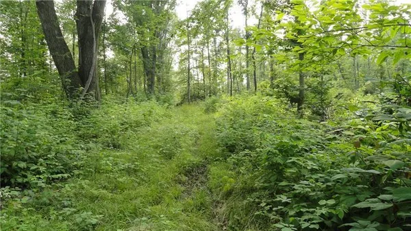 a view of outdoor space and trees