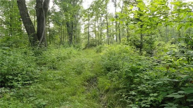 a view of outdoor space and trees