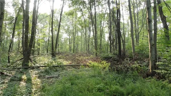 a view of forest