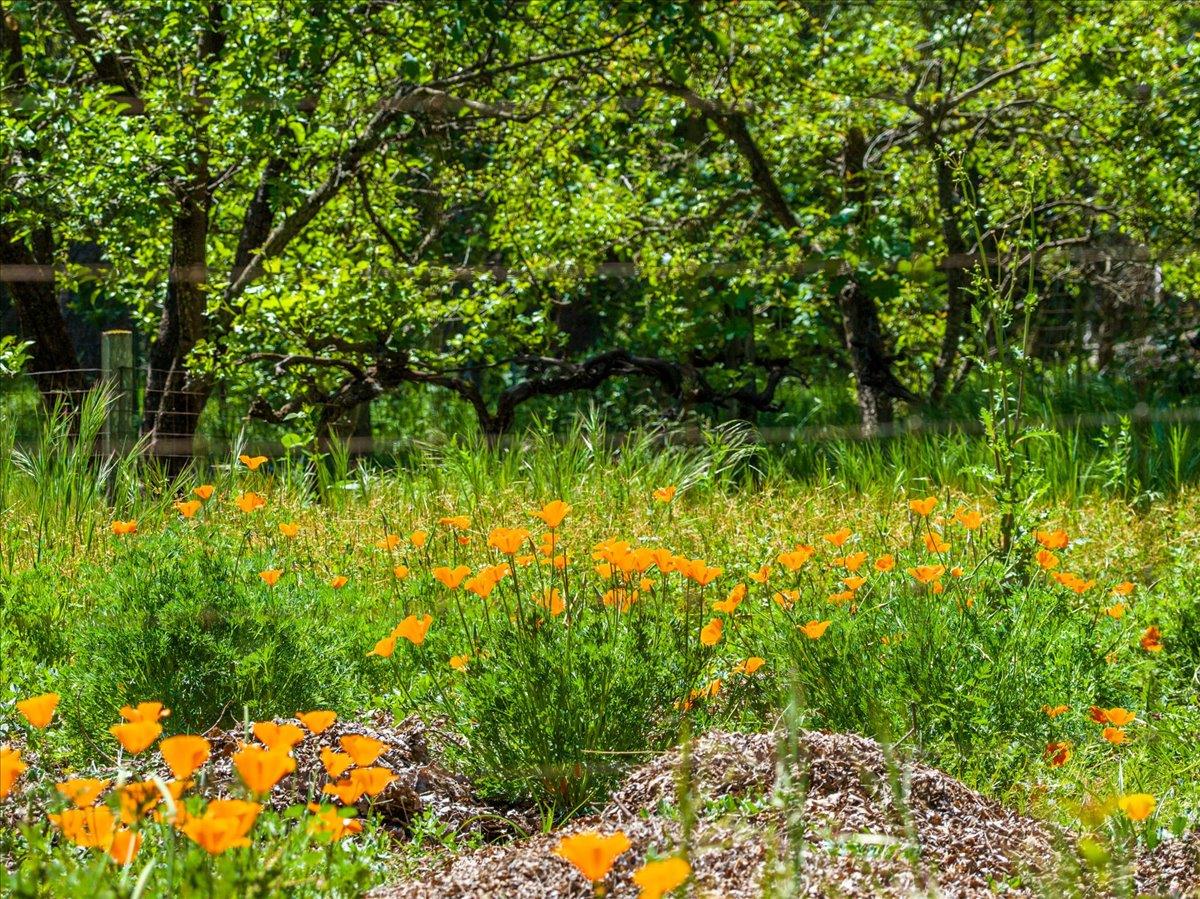 4539 Rattlesnake Bar Road Pilot Hill, CA 95664 - Photo 54 of 82