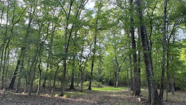 a view of a middle of a forest