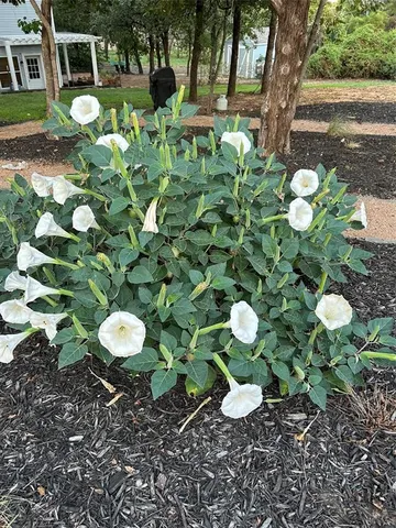 $975,000 | 1606 Treehouse Lane North, Keller, TX 76262