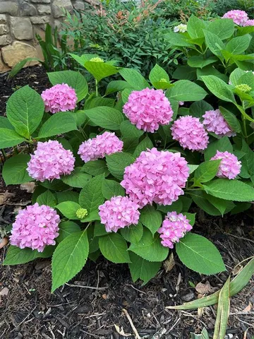 $975,000 | 1606 Treehouse Lane North, Keller, TX 76262