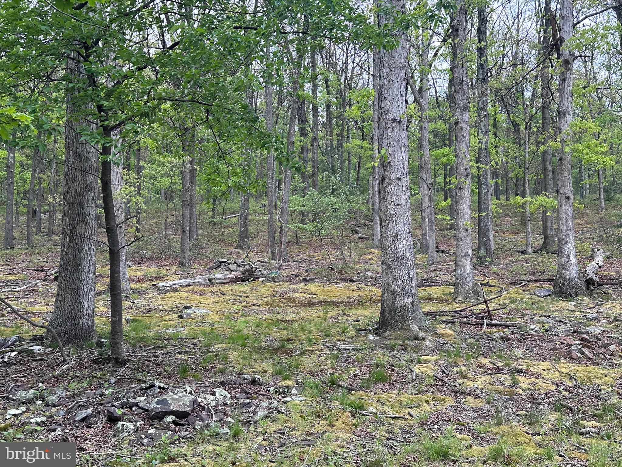 0 Cut Off Road Keyser, WV 26726 - Photo 1 of 11 Gallery Image 1