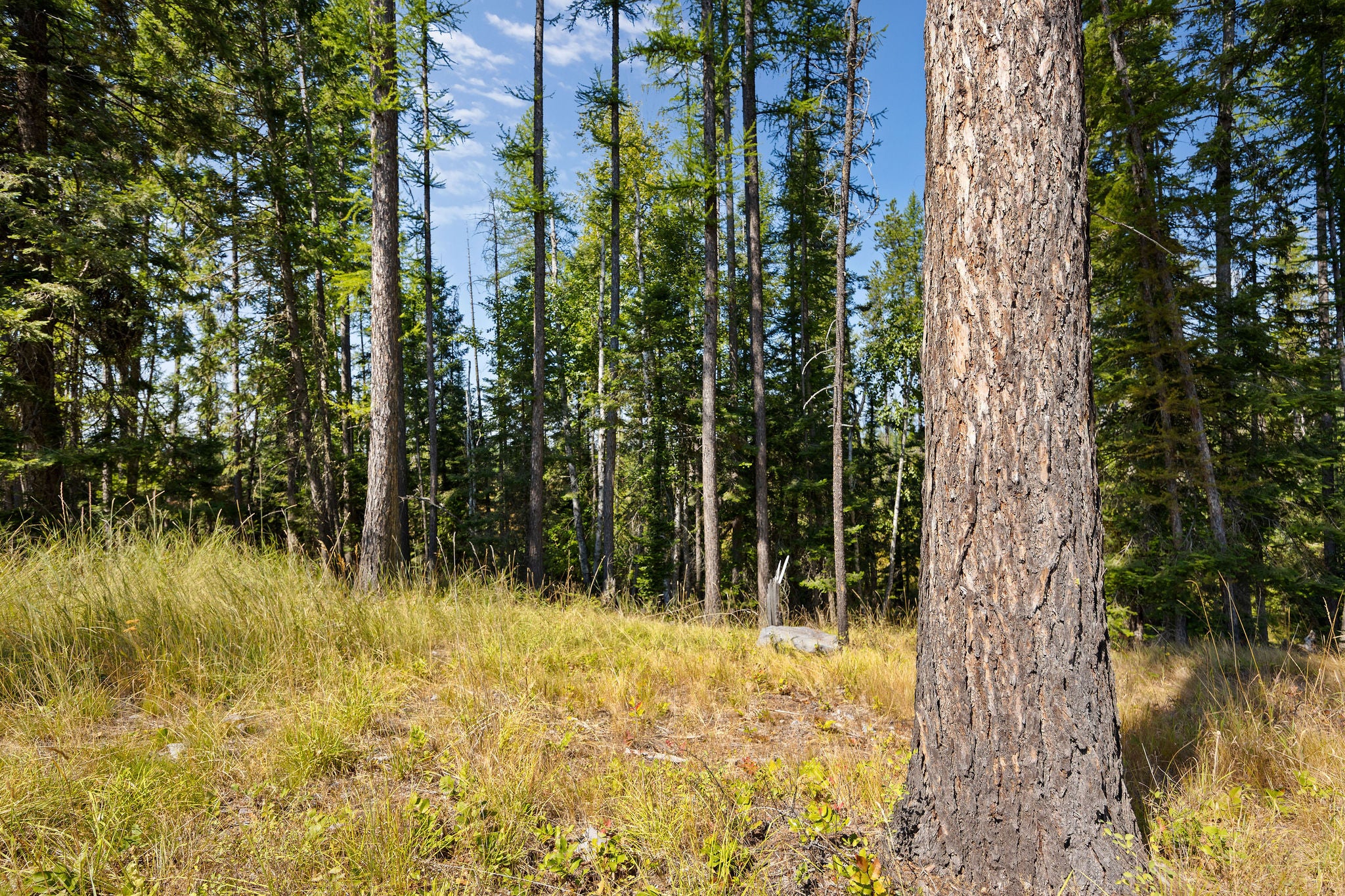778 Pine Ridge Road Bigfork, MT 59911 - Photo 9 of 22 Gallery Image 9