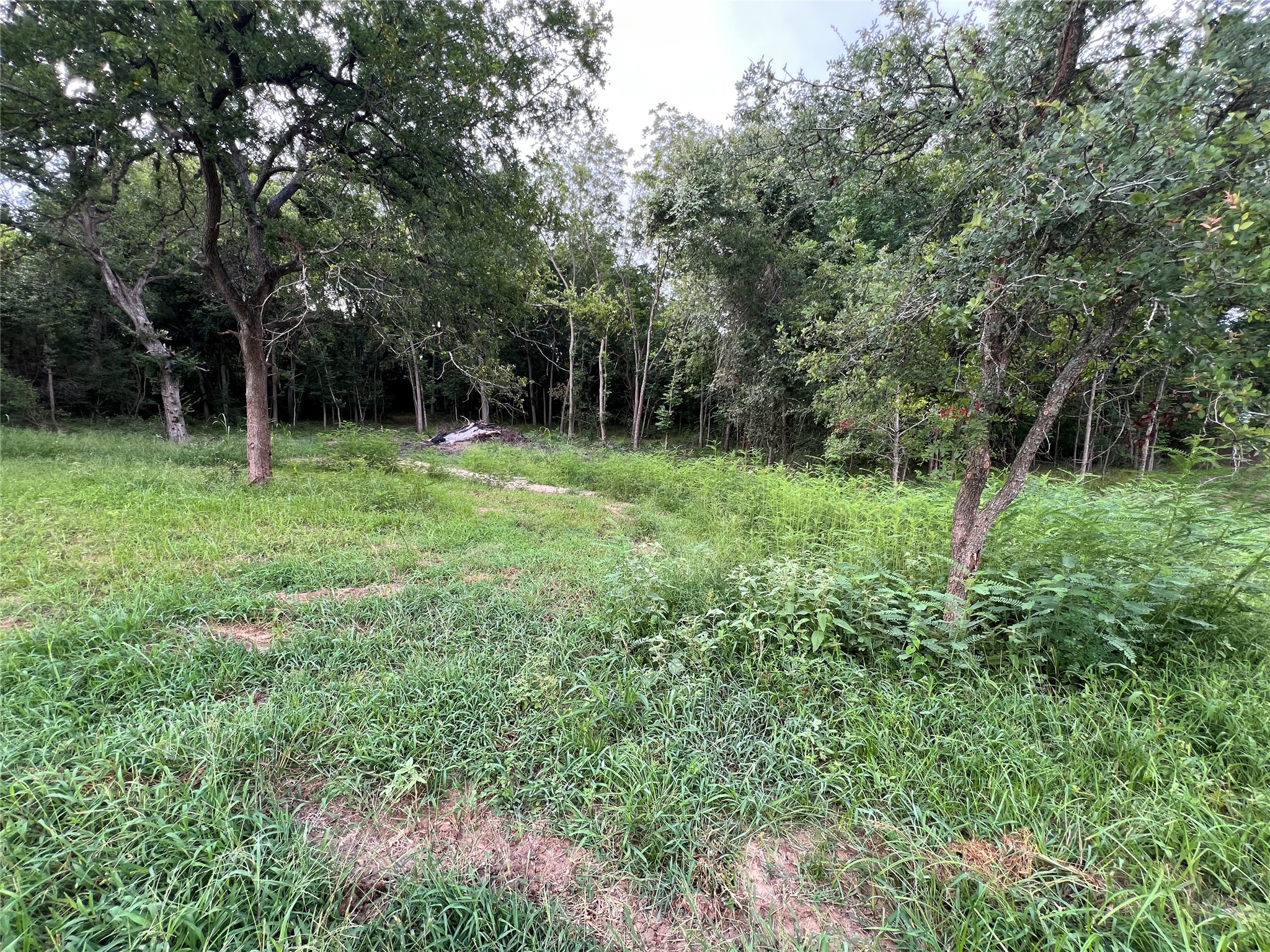 3000 Tract 1 Elgin, TX 78621 - Photo 6 of 18 View of property with natural foliage