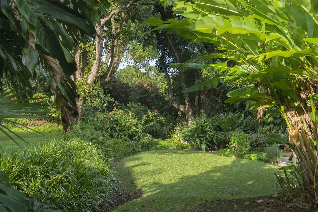 668 Huelo Road Haiku, HI 96708 - Photo 28 of 28 a view of a trees in a yard