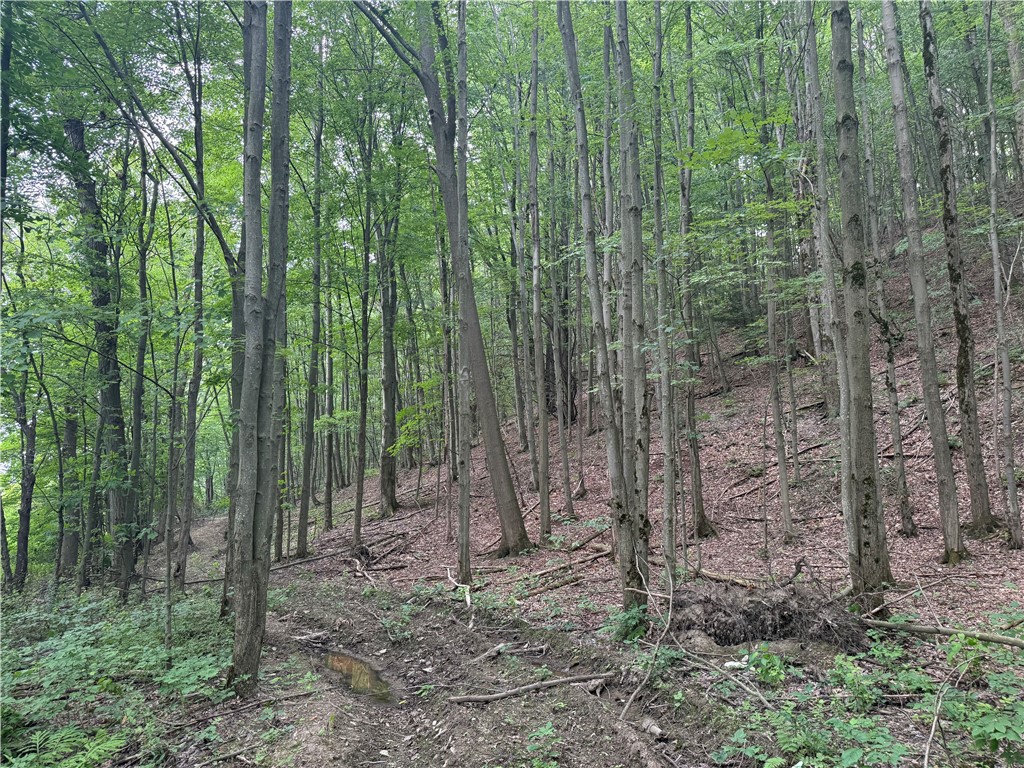 0 Ringwood Road Freeville, NY 13068 - Photo 14 of 35 Gallery Image 14