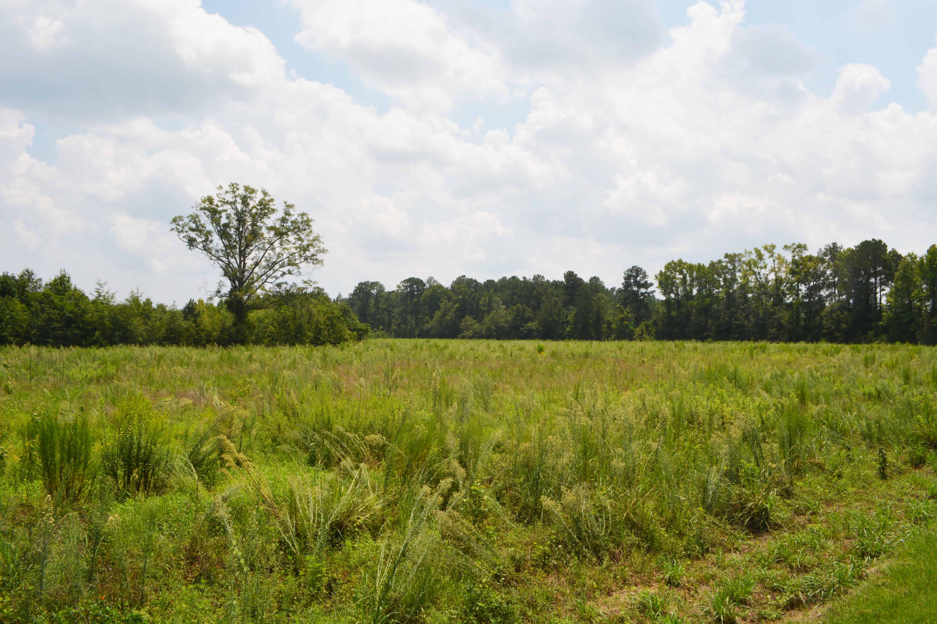 0 McCords Ferry Road Elloree, SC 29047 - Photo 8 of 11 DSC_0871 copy