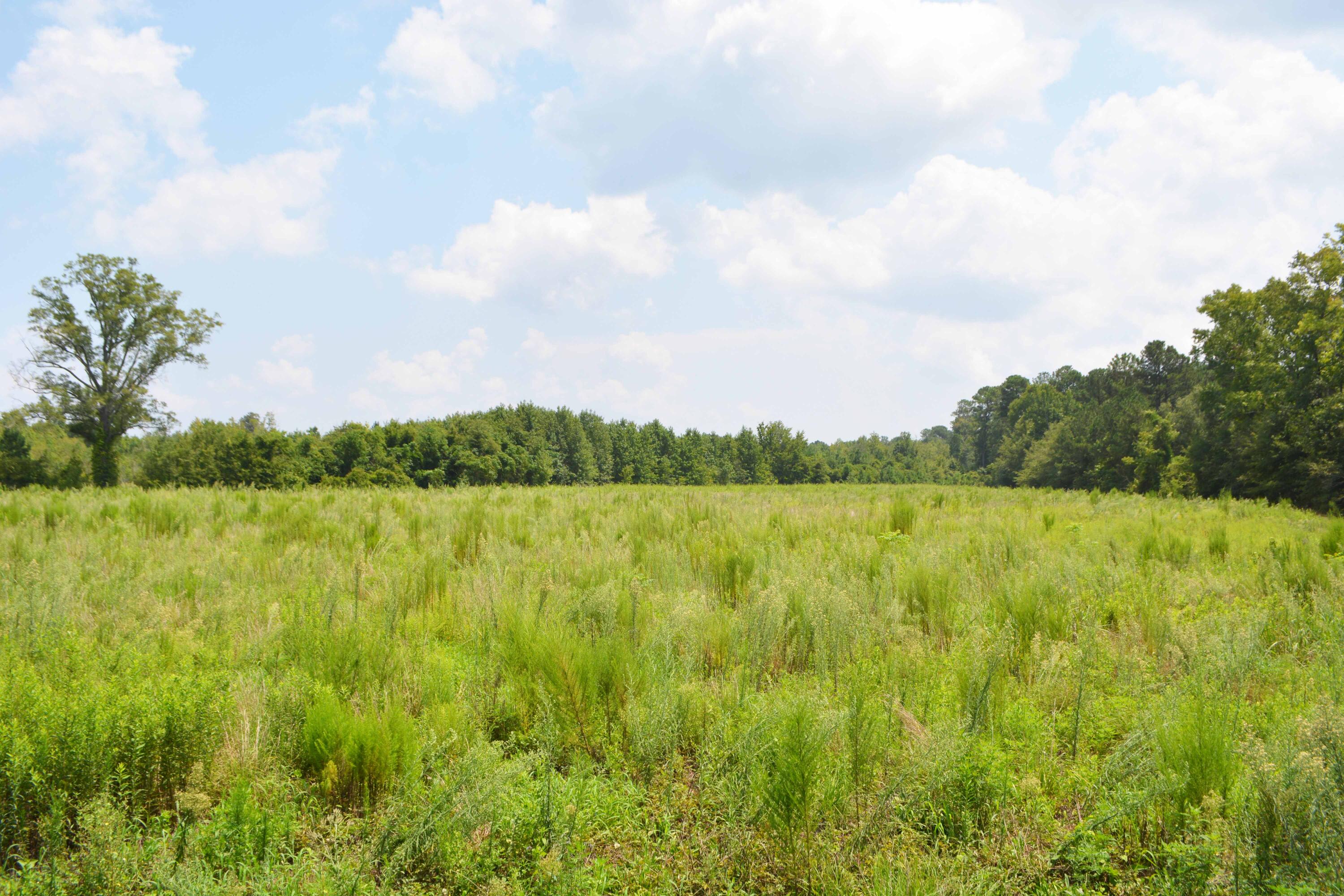 0 McCords Ferry Road Elloree, SC 29047 - Photo 10 of 11 DSC_0873 copy