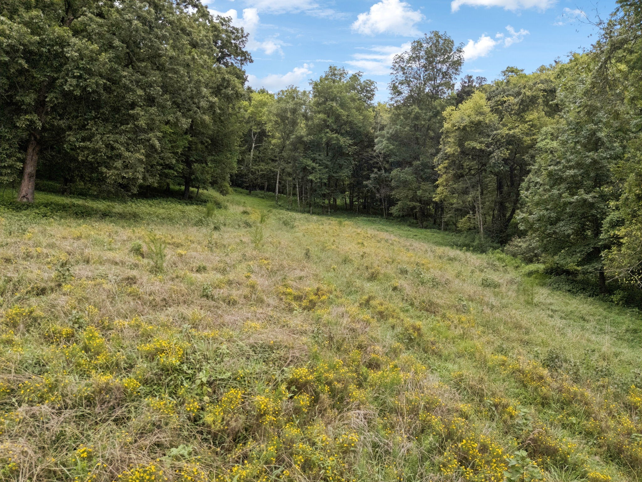 8 Crooked Hill Road Pulaski, TN 38478 - Photo 5 of 26 a view of backyard with green space