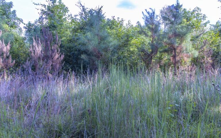 0 Mulberry Road St. George, SC 29477 - Photo 45 of 55 Mulberry Road-42 (Small)