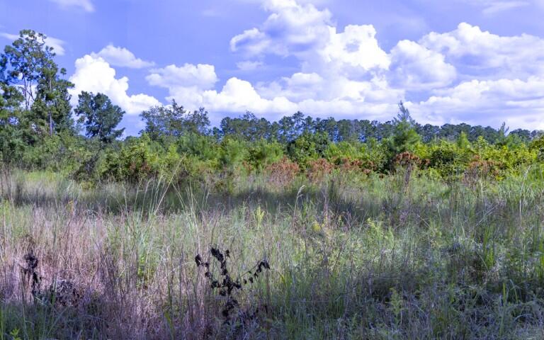 0 Mulberry Road St. George, SC 29477 - Photo 8 of 55 Mulberry Road-05 (Small)