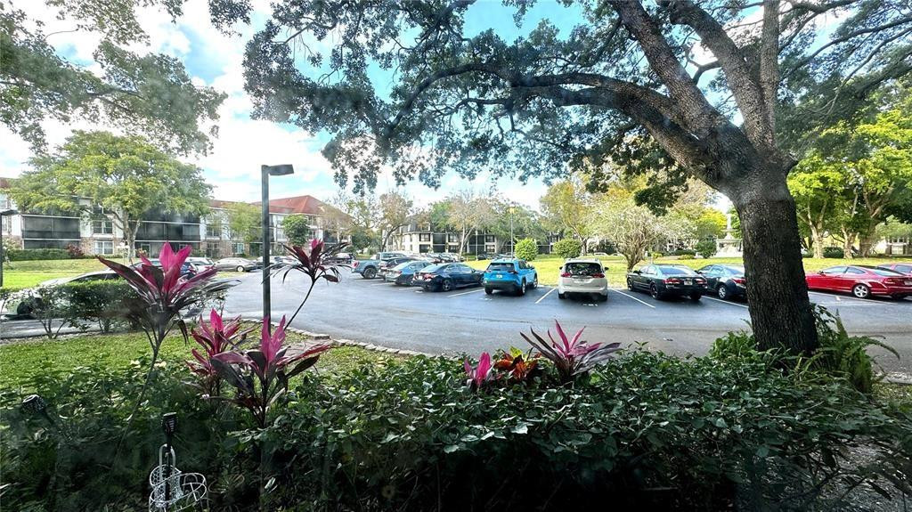 3690 Inverrary Drive, Unit 1N Lauderhill, FL 33319 - Photo 2 of 29 Lush mature vegitation.