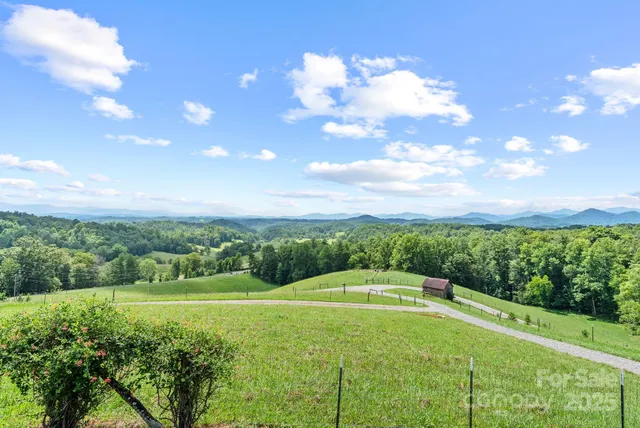 a view of a big yard with potted plants and large tree