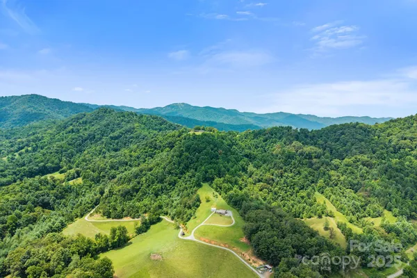 a view of a lush green forest with trees in the background