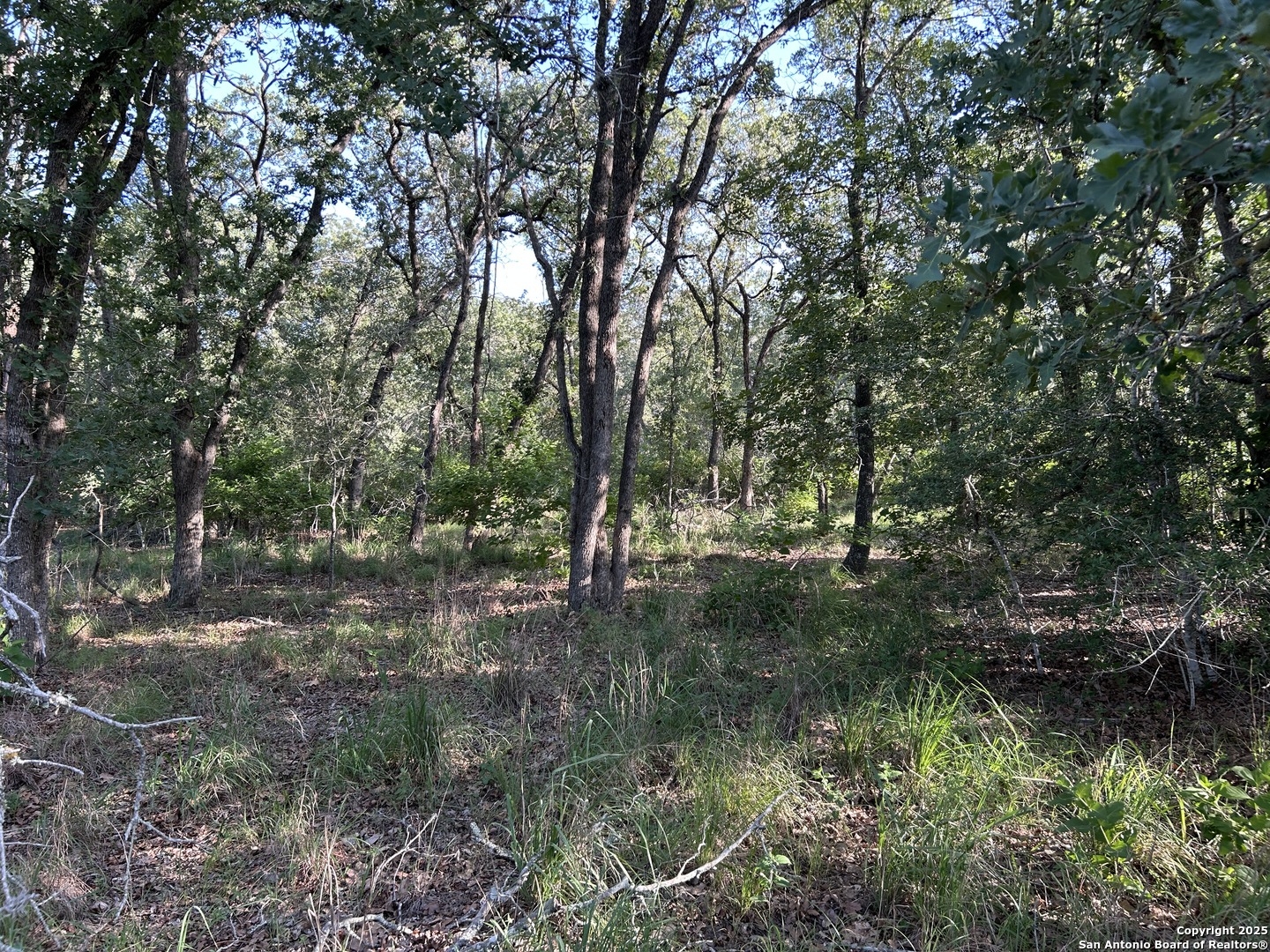 175 Smith La Vernia, TX 78121 - Photo 3 of 9 a view of a forest with lots of trees