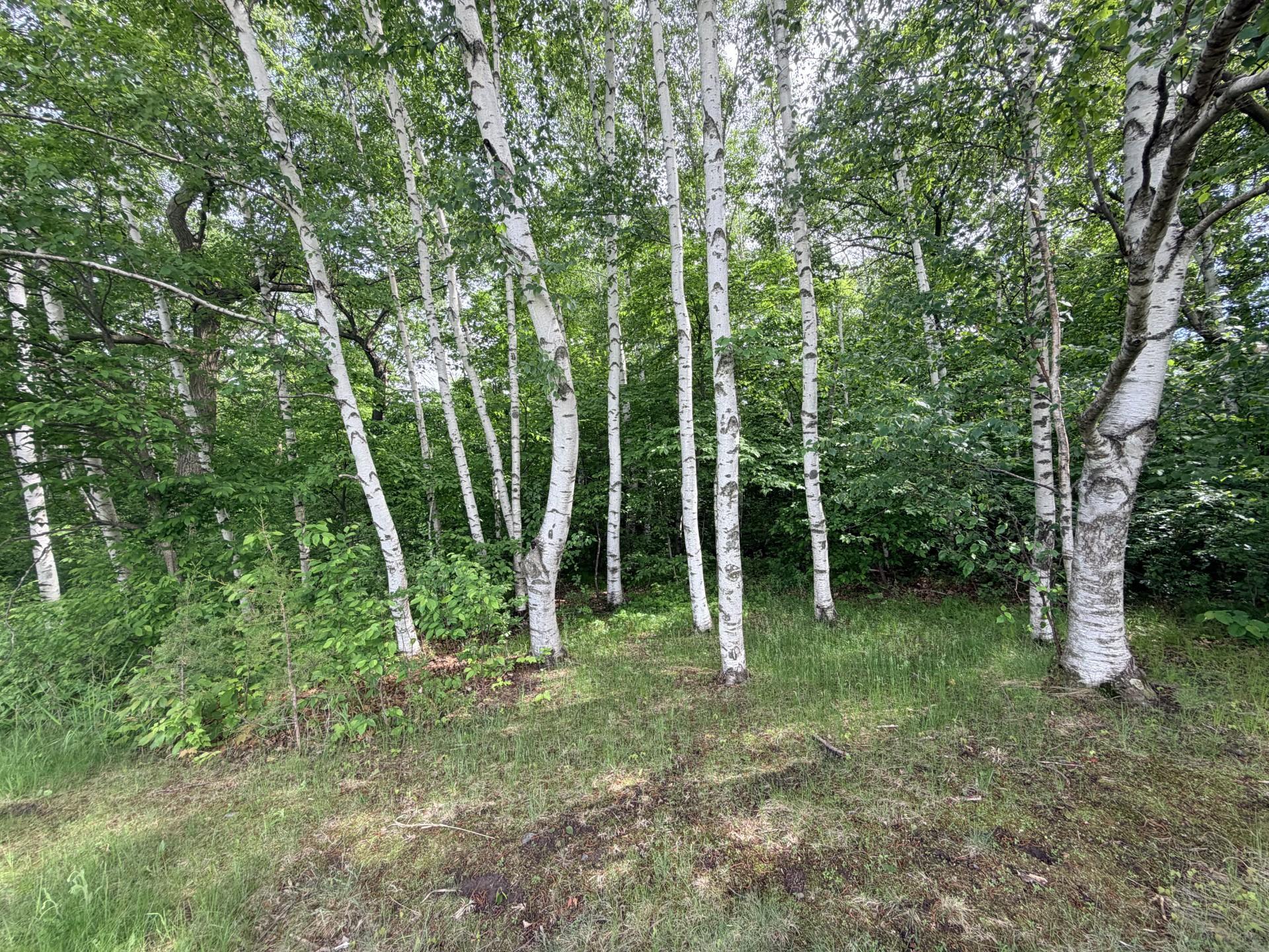 21781 Trestle Ridge Road Albany, MN 56307 - Photo 3 of 13