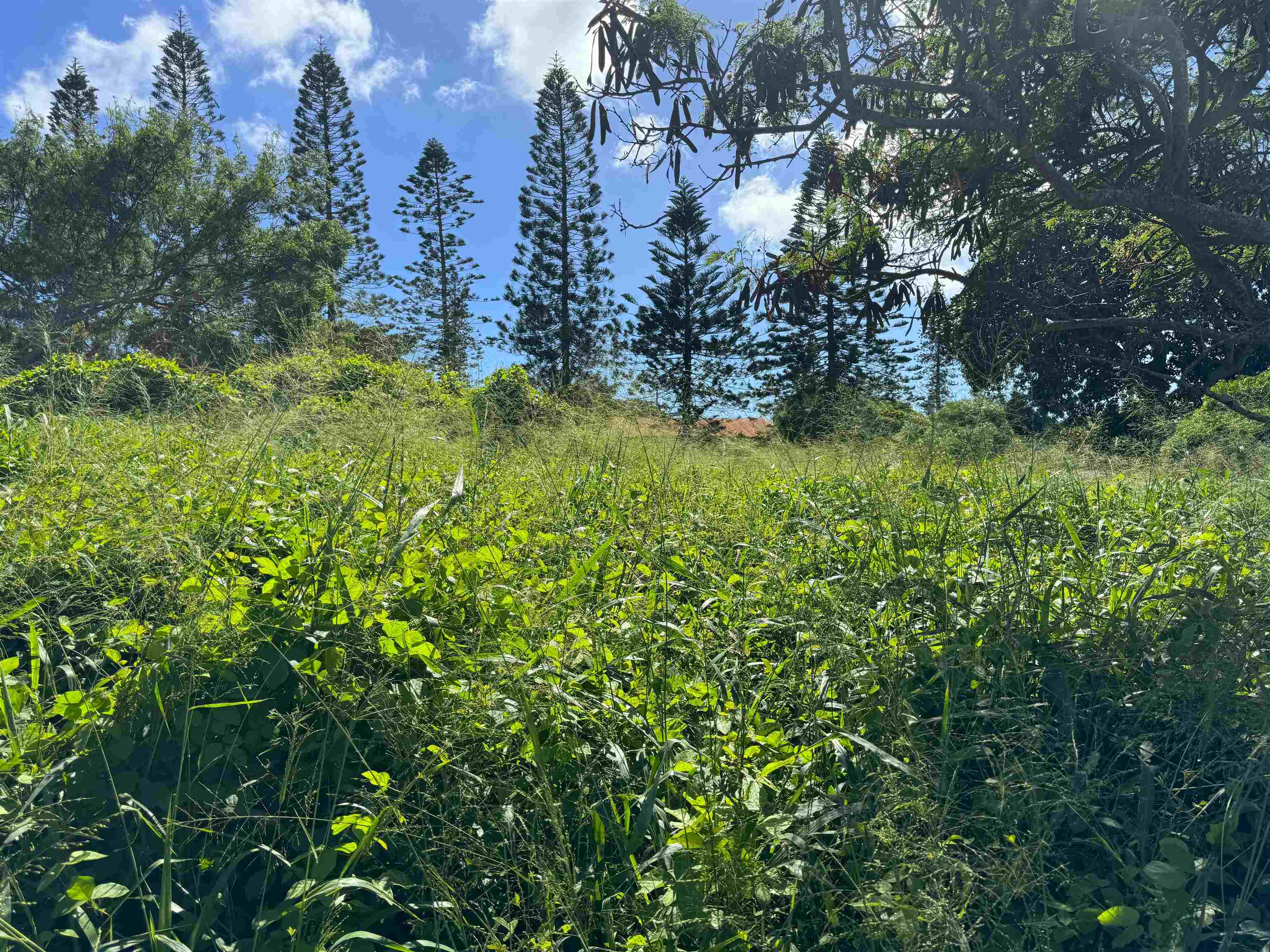 Puunana Street, Unit 541 Maunaloa, HI 96770 - Photo 5 of 7