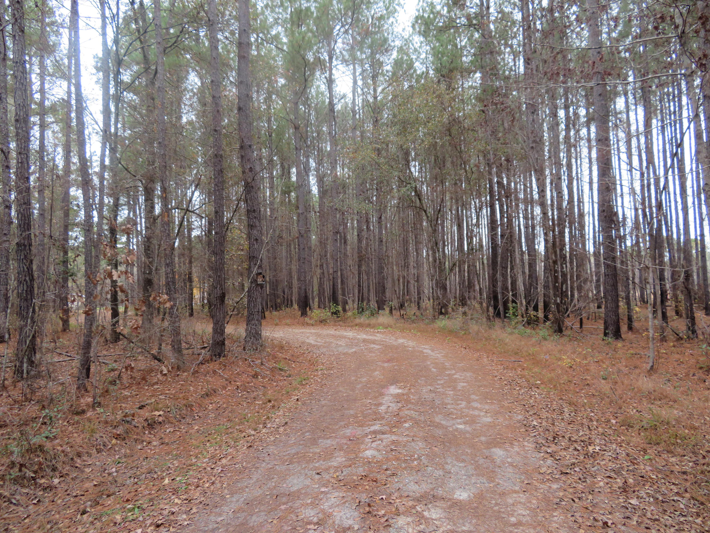 2000 Deliverance Road Ruffin, SC 29475 - Photo 2 of 33 IMG_0297