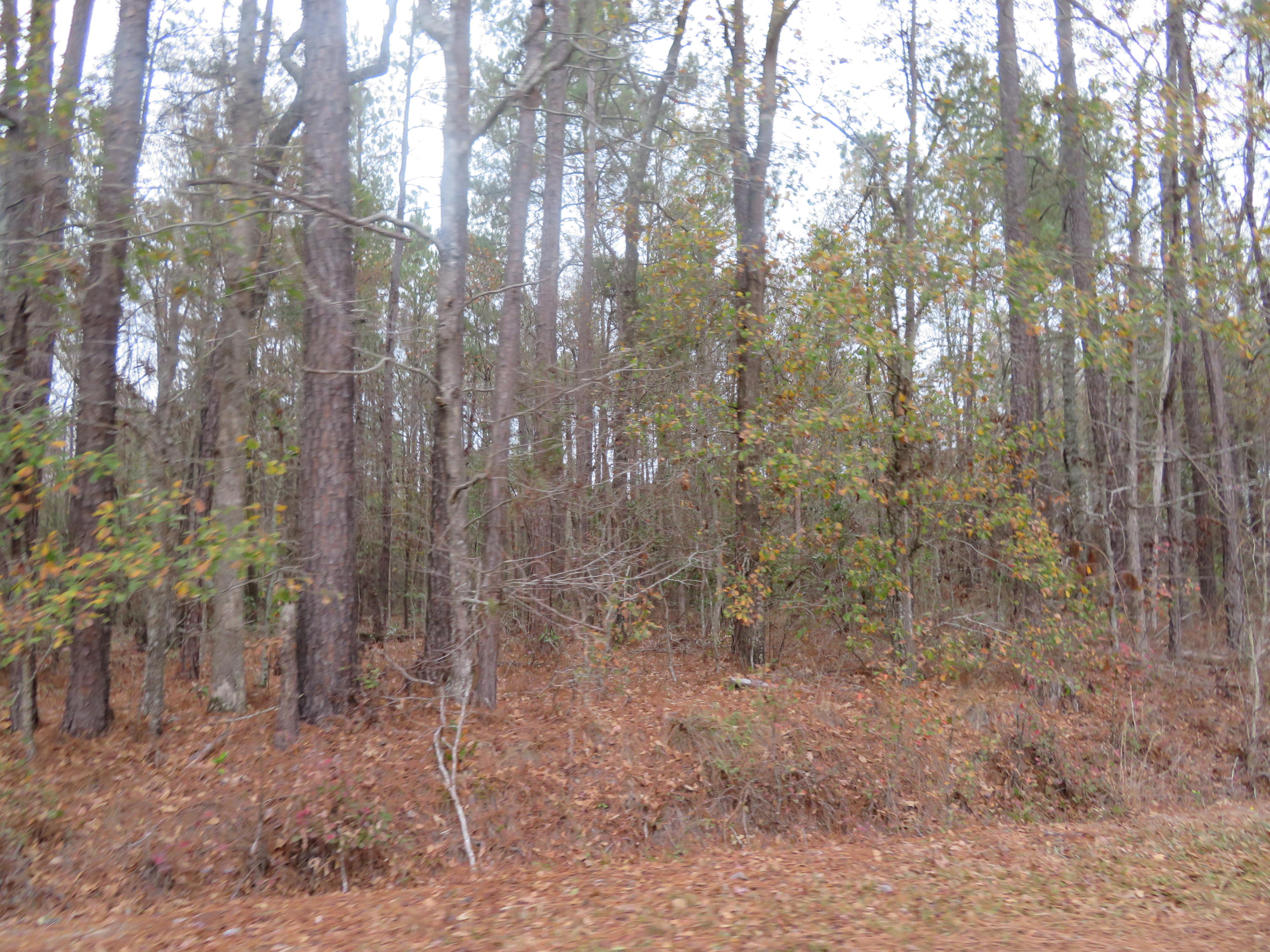 2000 Deliverance Road Ruffin, SC 29475 - Photo 20 of 33 IMG_0301