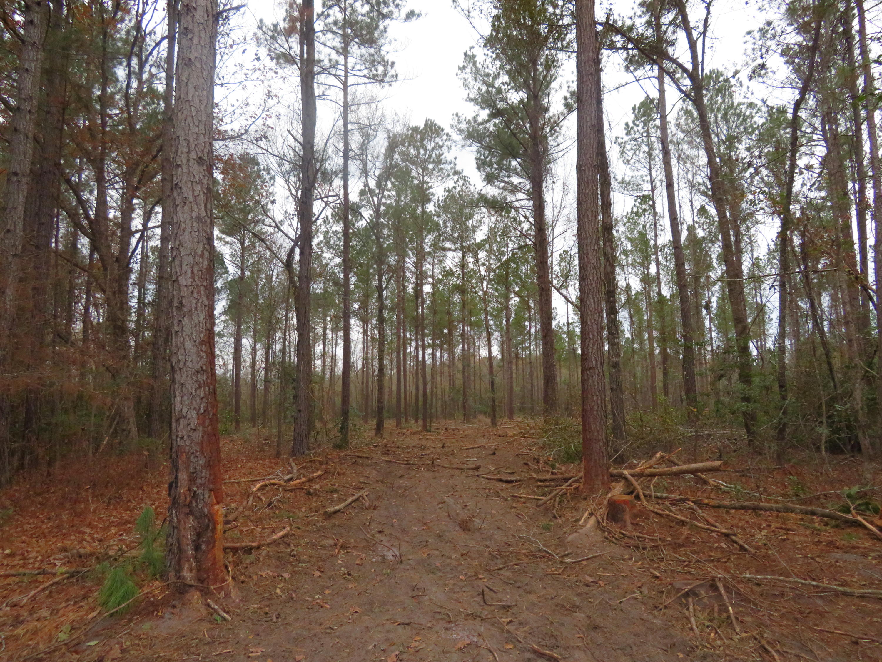 2000 Deliverance Road Ruffin, SC 29475 - Photo 22 of 33 IMG_0284
