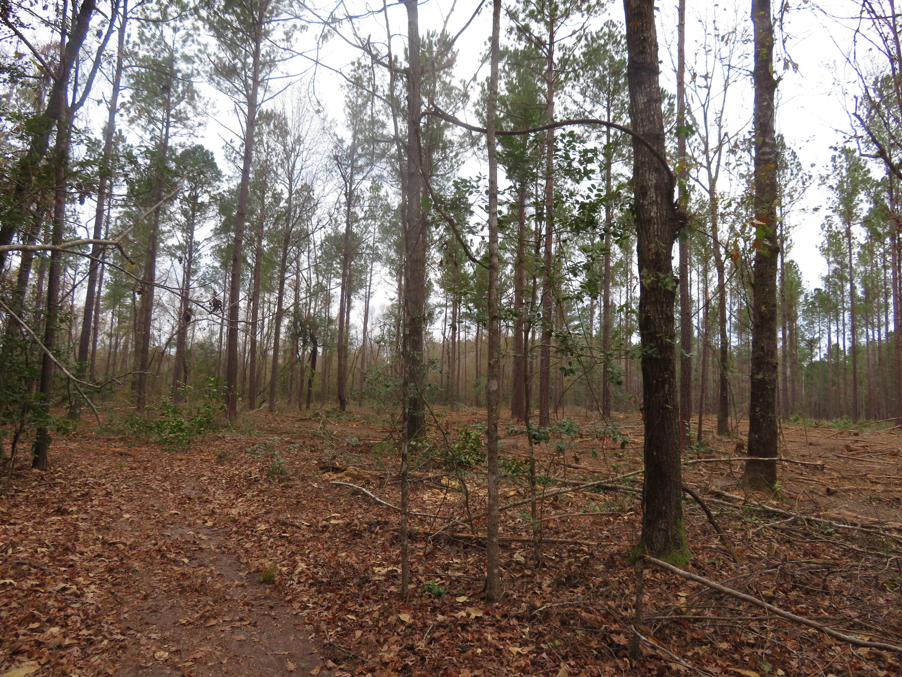 2000 Deliverance Road Ruffin, SC 29475 - Photo 23 of 33 IMG_0281