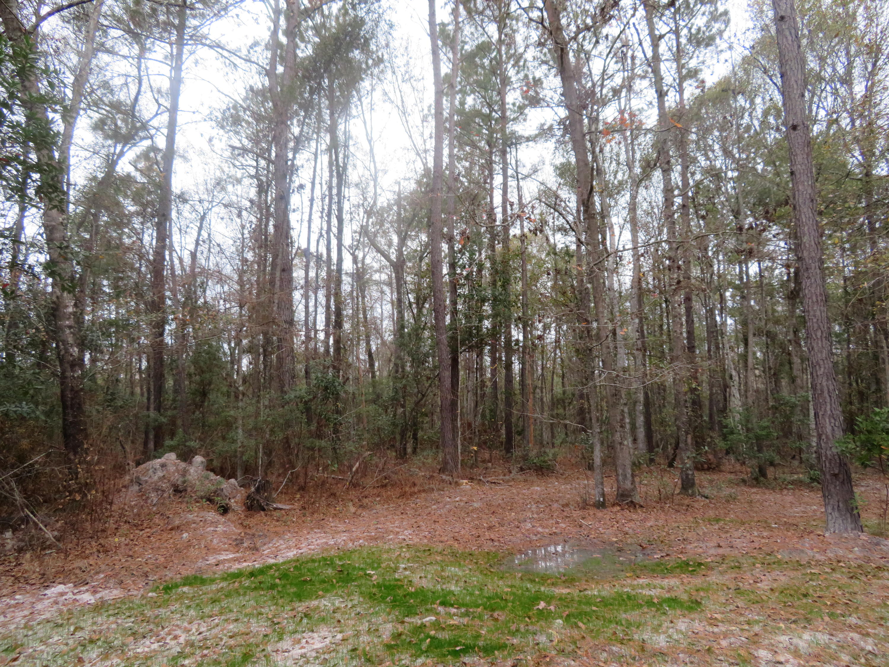 2000 Deliverance Road Ruffin, SC 29475 - Photo 26 of 33 IMG_0276