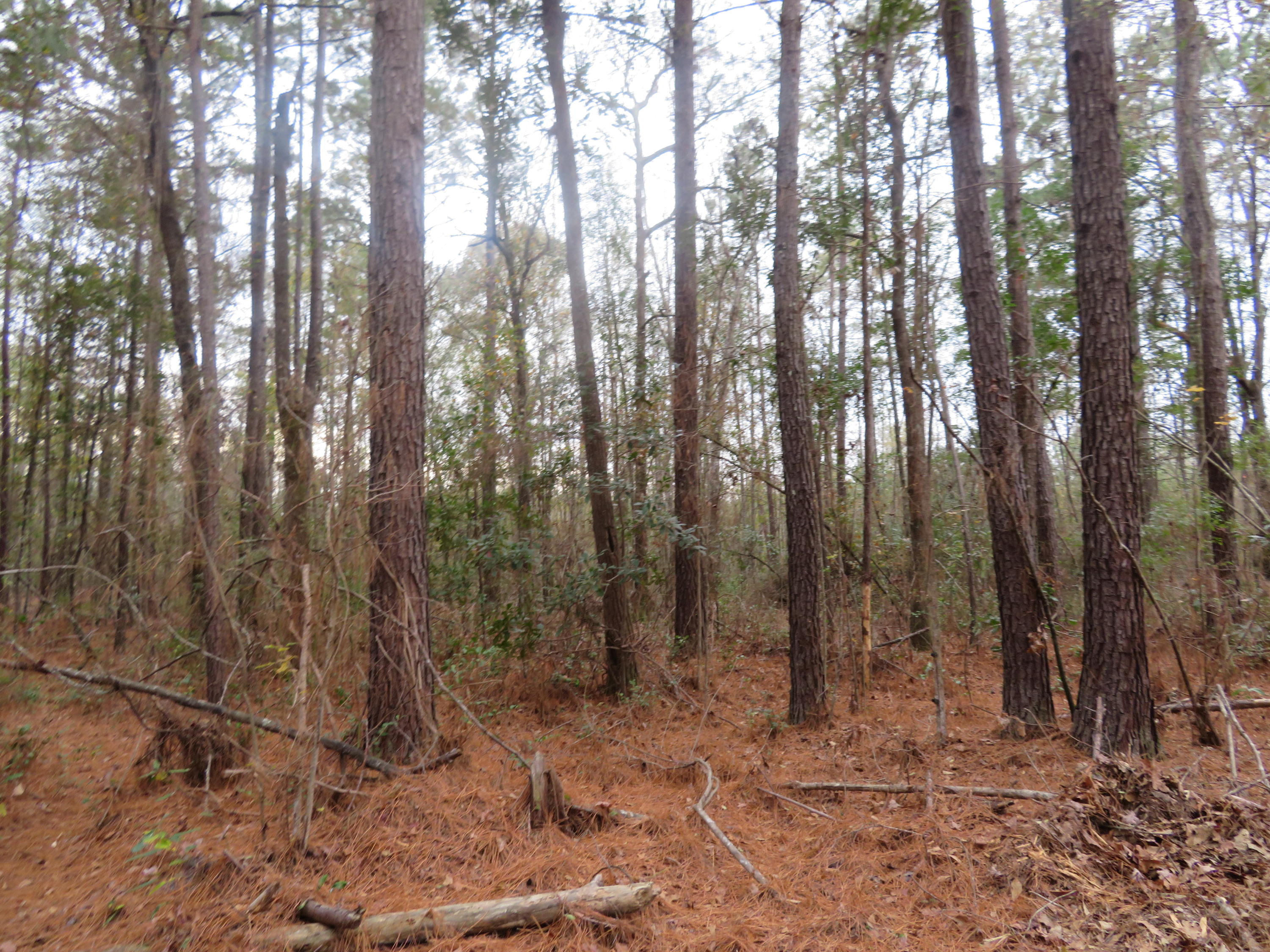 2000 Deliverance Road Ruffin, SC 29475 - Photo 27 of 33 IMG_0278