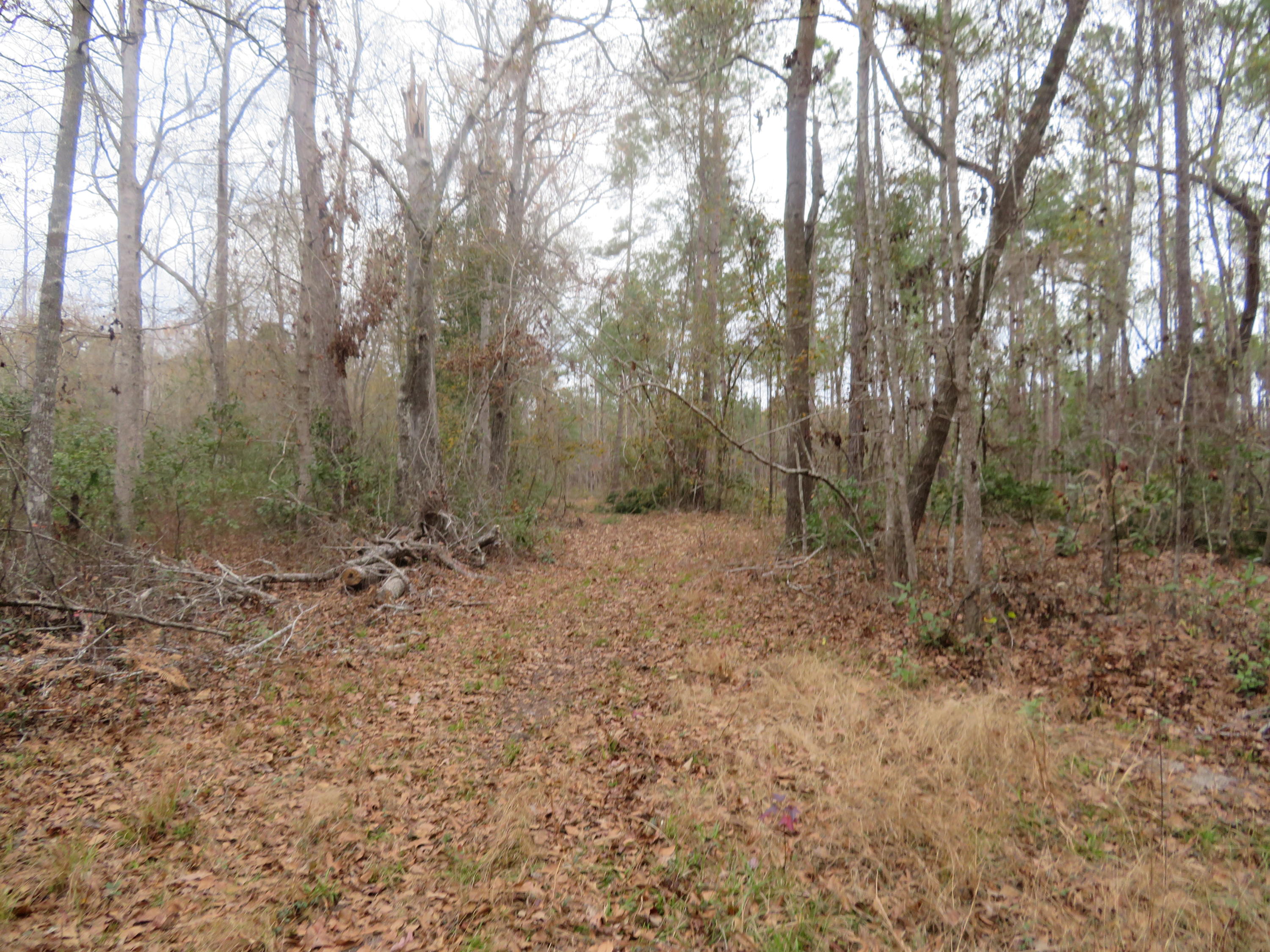 2000 Deliverance Road Ruffin, SC 29475 - Photo 28 of 33 IMG_0286