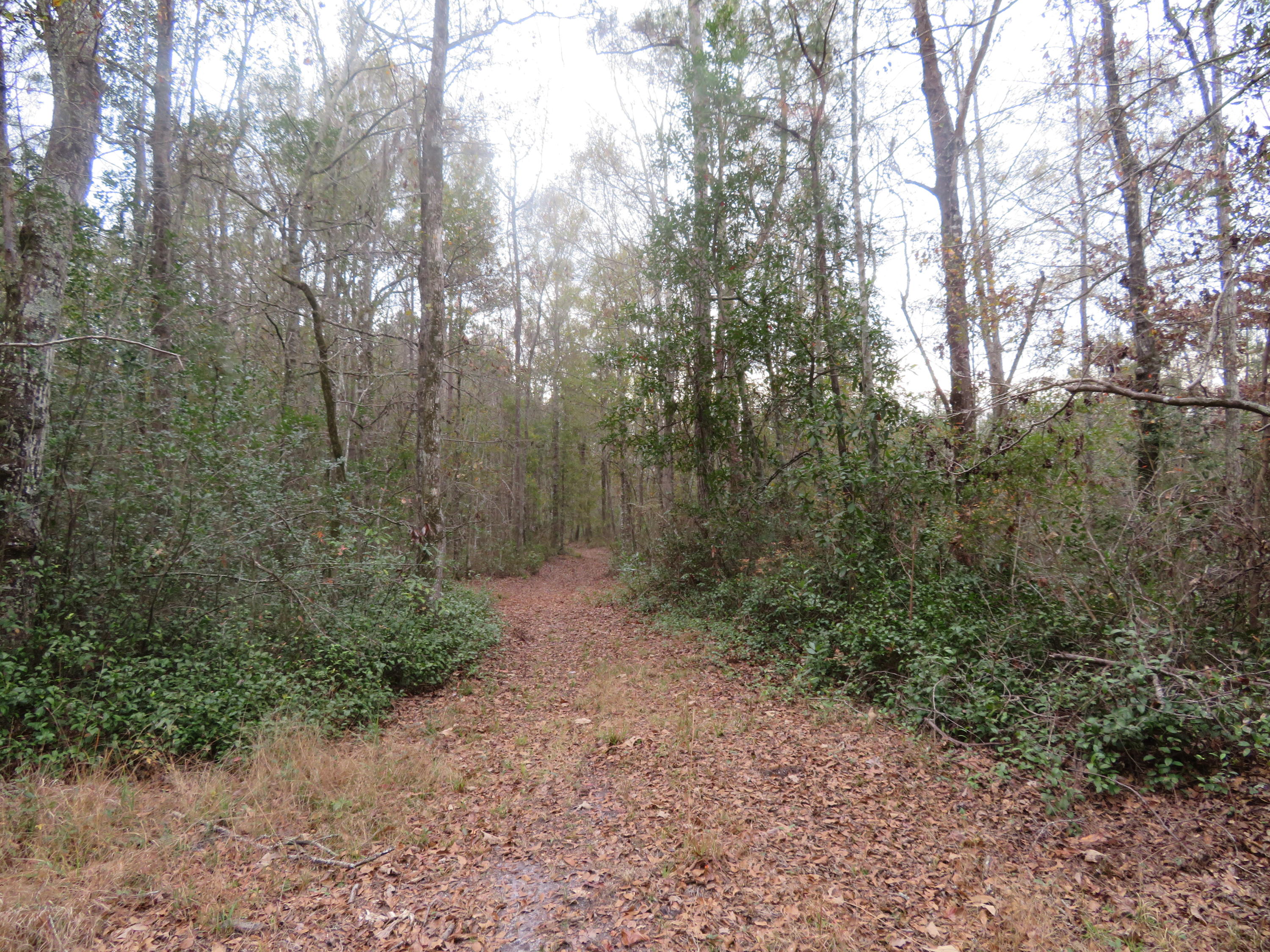 2000 Deliverance Road Ruffin, SC 29475 - Photo 29 of 33 IMG_0287