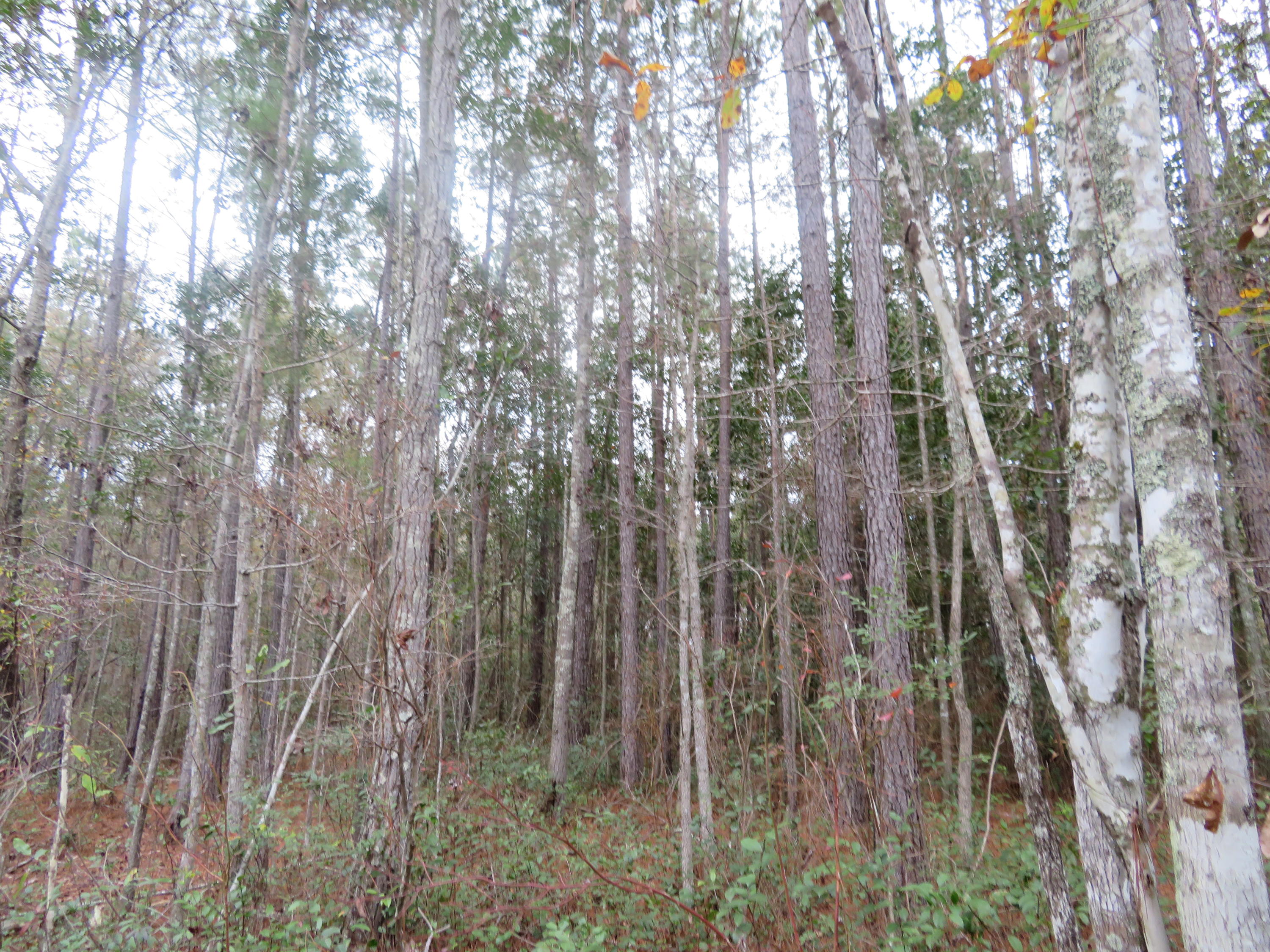 2000 Deliverance Road Ruffin, SC 29475 - Photo 30 of 33 IMG_0290