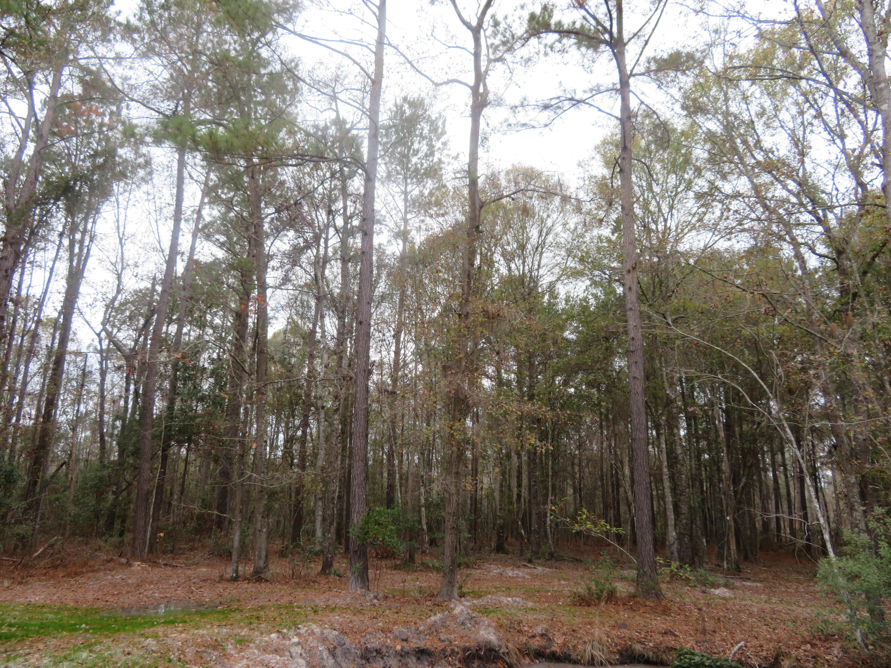 2000 Deliverance Road Ruffin, SC 29475 - Photo 31 of 33 IMG_0275