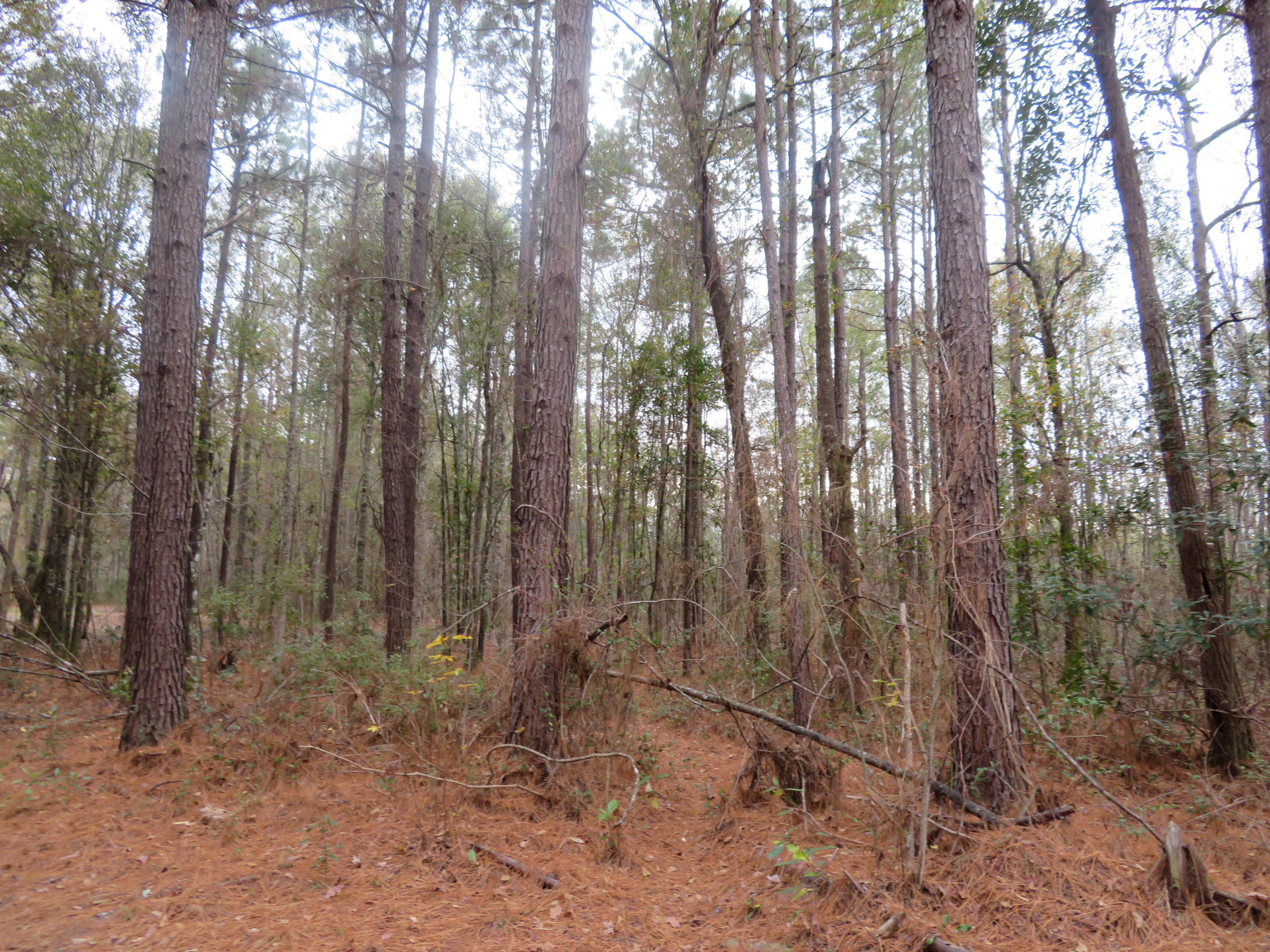 2000 Deliverance Road Ruffin, SC 29475 - Photo 32 of 33 IMG_0277