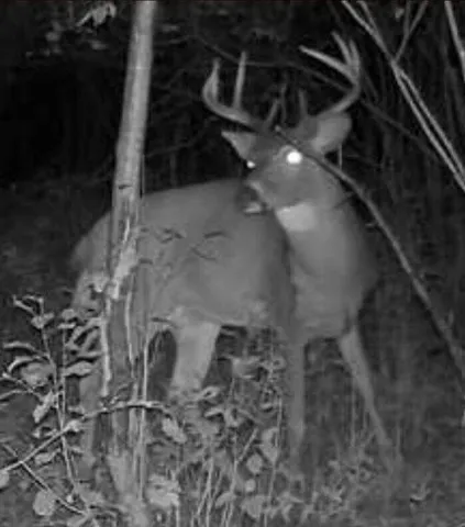 $190,000 | 9918 Pueblo Trail, Evart, MI 49631