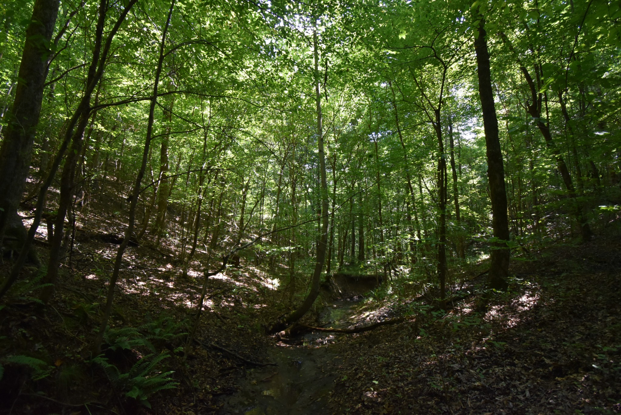 2427 Hurricane Creek Road Linden, TN 37096 - Photo 13 of 19 Gallery Image 13