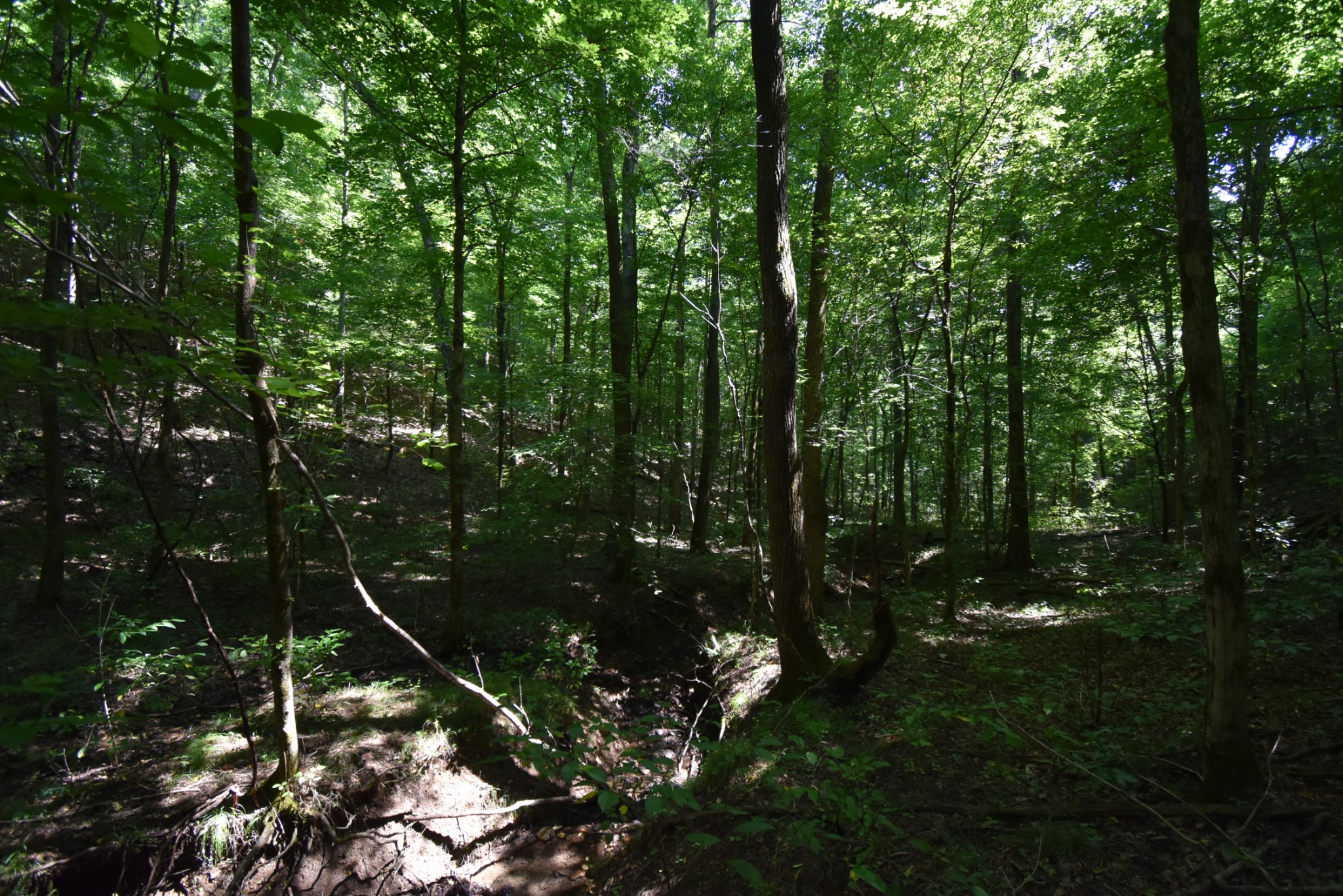 2427 Hurricane Creek Road Linden, TN 37096 - Photo 14 of 19 Gallery Image 14
