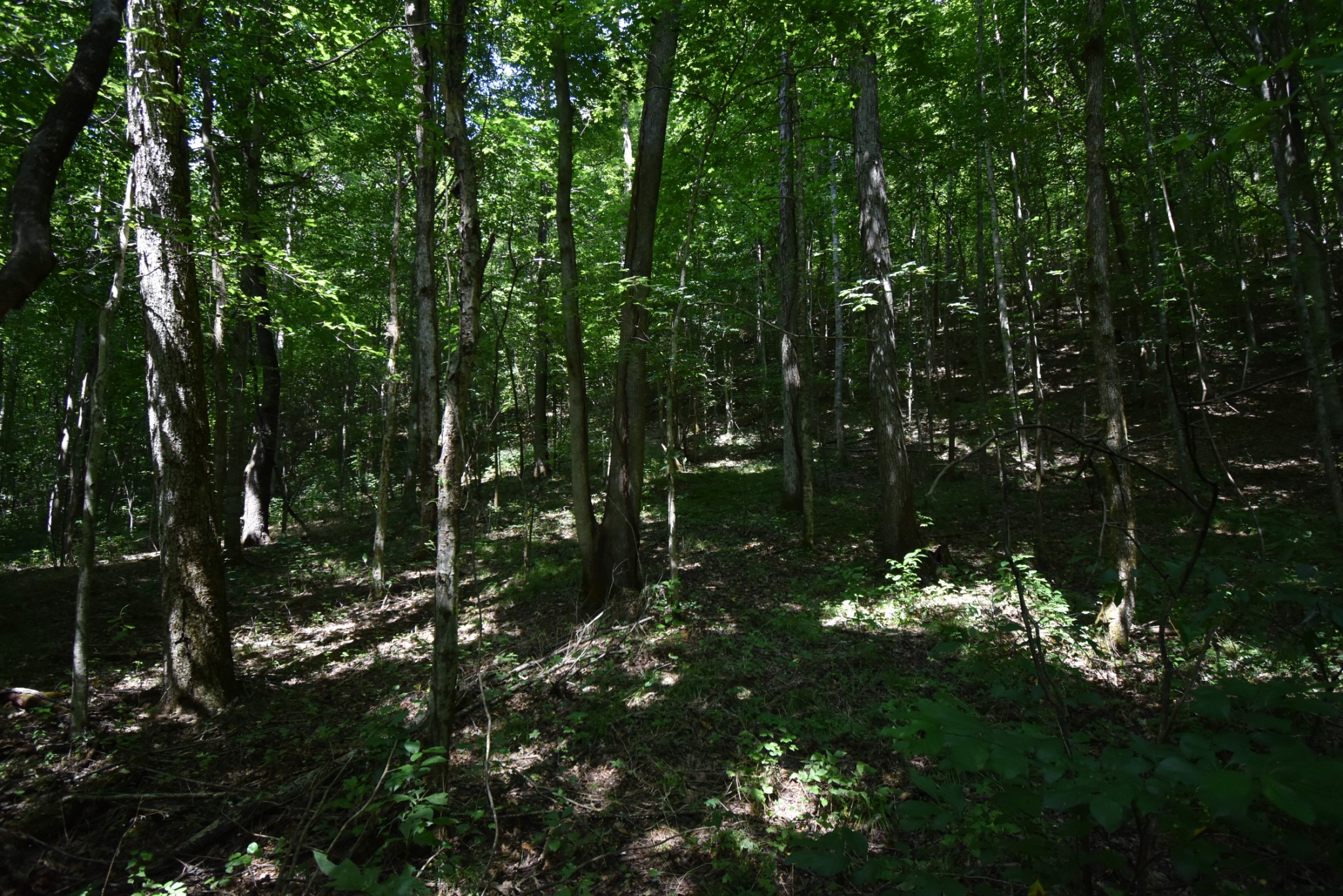 2427 Hurricane Creek Road Linden, TN 37096 - Photo 6 of 19 Gallery Image 6