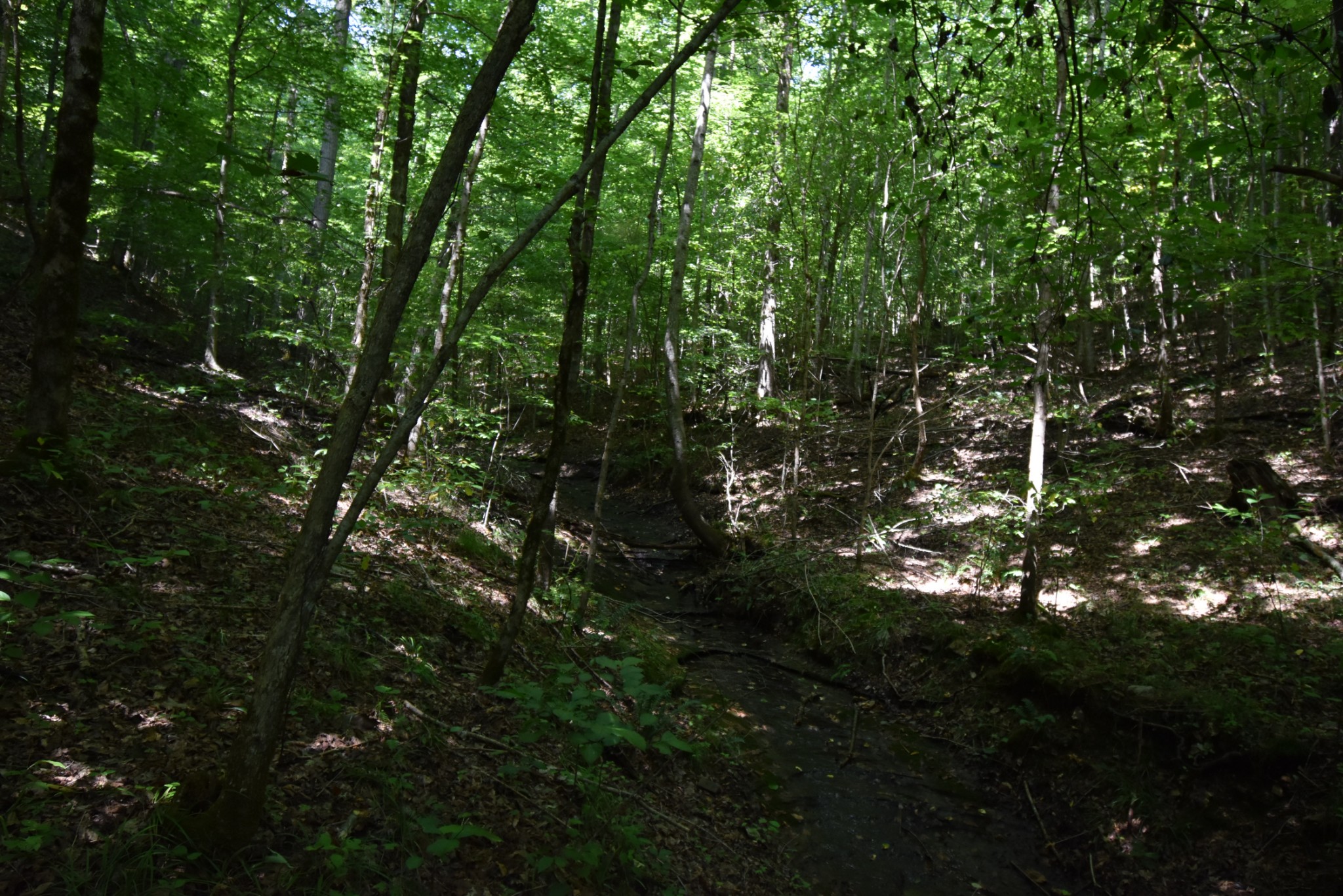 2427 Hurricane Creek Road Linden, TN 37096 - Photo 7 of 19 Gallery Image 7