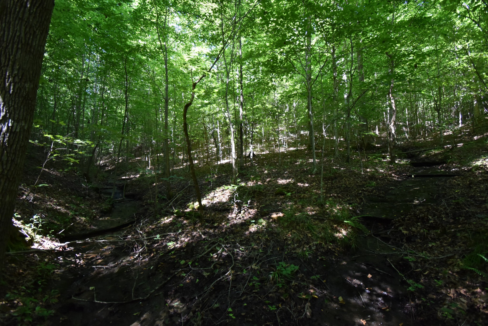 2427 Hurricane Creek Road Linden, TN 37096 - Photo 10 of 19 Gallery Image 10