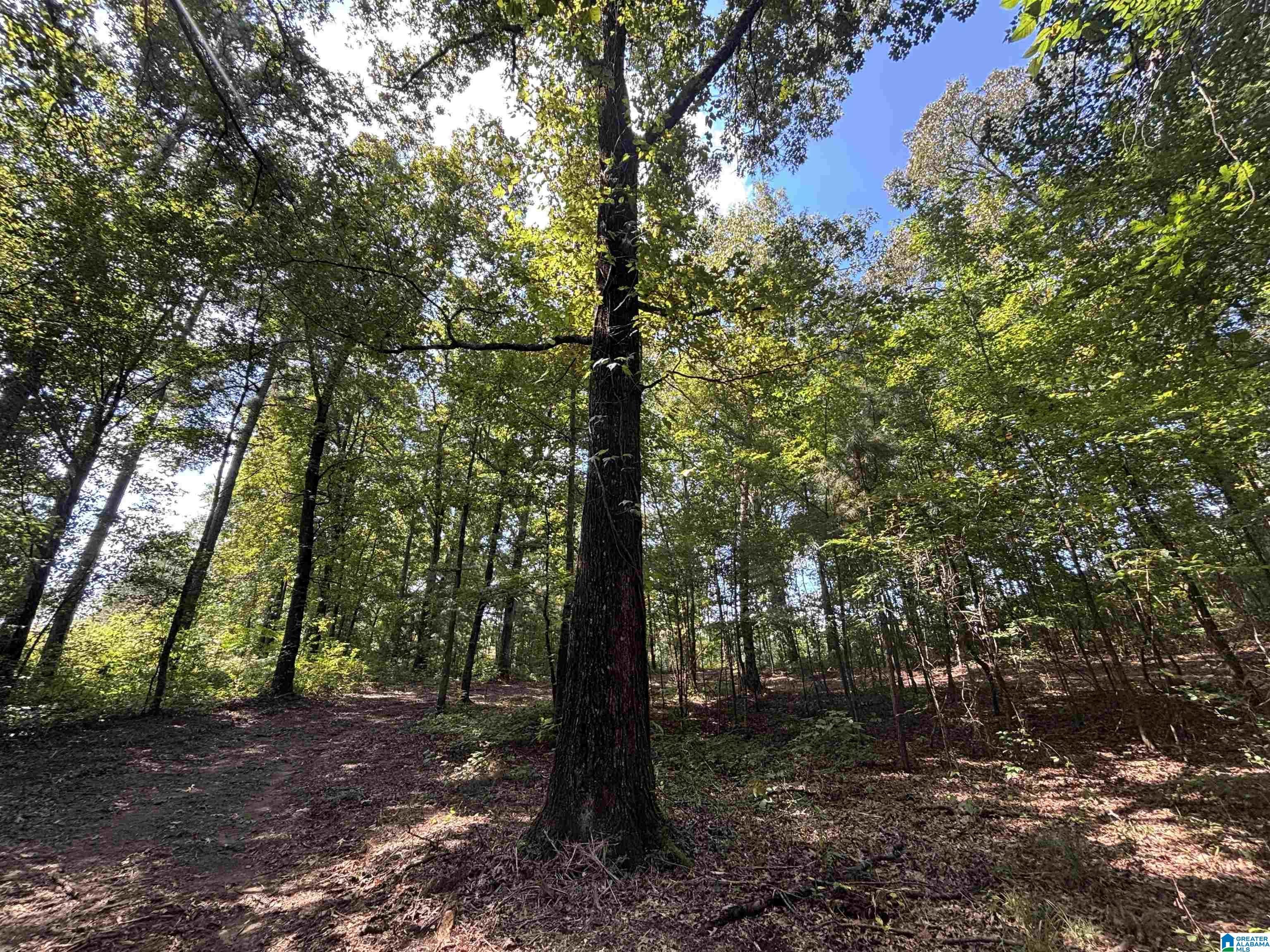 2661 Summit Park Road Odenville, AL 35120 - Photo 64 of 70 Gallery Image 64