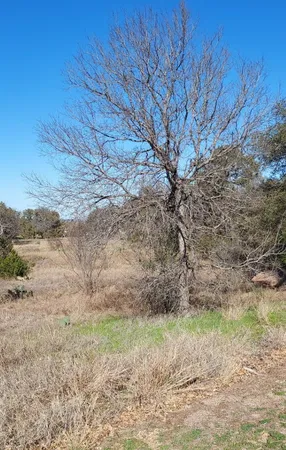 a view of a dry yard with lots of trees