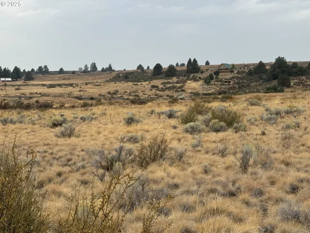 a view of a dry field with trees in the background