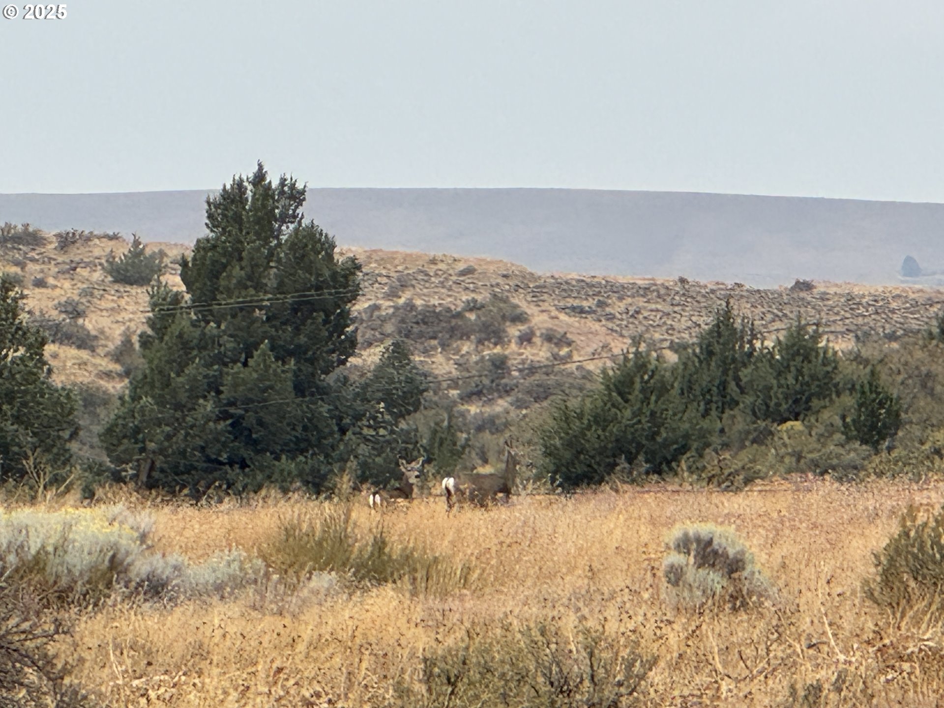 Cemetery Road Bickleton, WA 99322 - Photo 29 of 43 a view of a yard