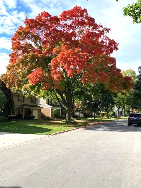 428 South Banbury Road Arlington Heights, IL 60005 - Photo 38 of 42