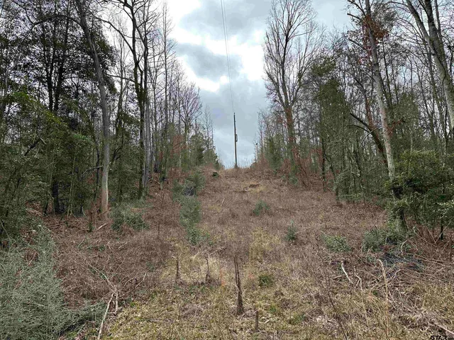 a view of a forest with trees in the background