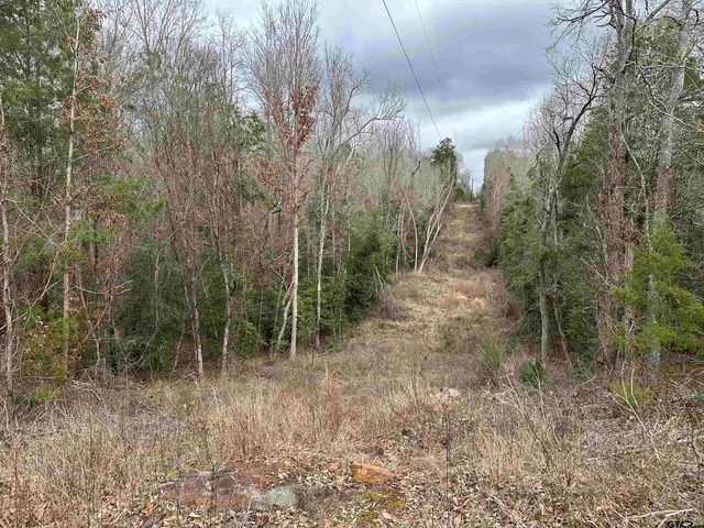 a view of a forest with trees in the background