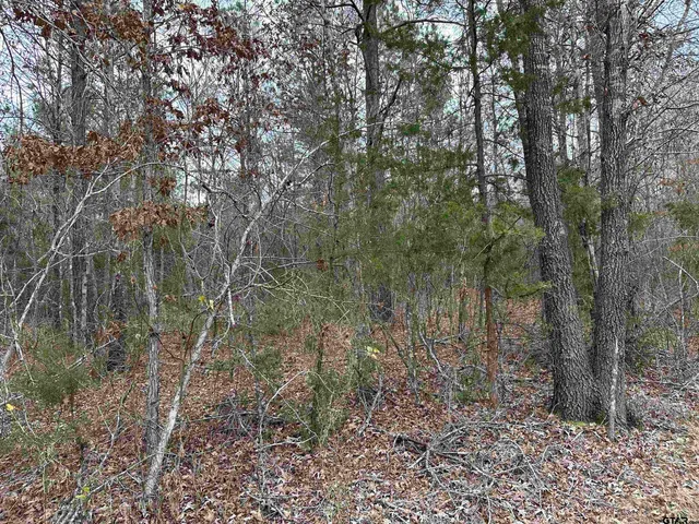 a view of a forest with trees in the background